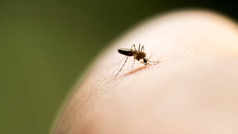 Prirodna rješenja protiv raznih buba i dosadnih komaraca 10 gettyimages 907955056
