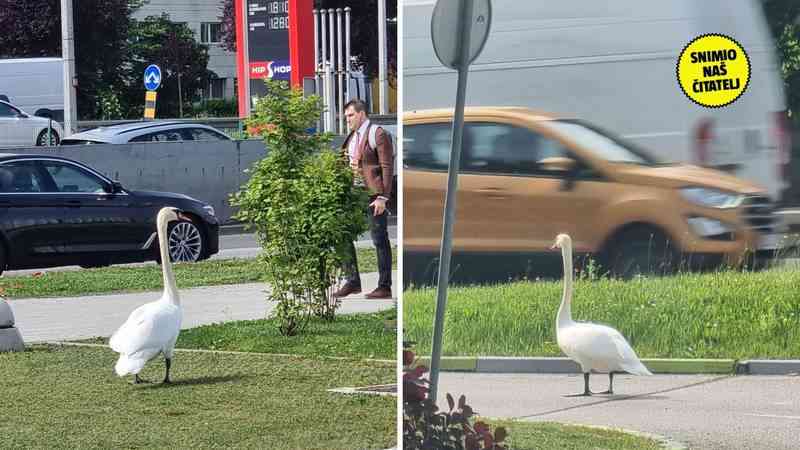 <div>FOTO E moj labude! Došao je na Slavonsku aveniju vidjeti pošto je benga: 'Bio je kao gospodin'</div> 26 24h pEcWWVy