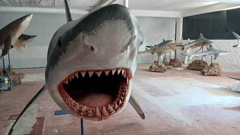 FOTO 'Ugroženi čuvari oceana' stigli su u Pulu: 'Uskoro izložba, a imat ćemo i žive primjerke!' 13 493724963 1099473578881771 1814521268650646490 n dEGZ8wu