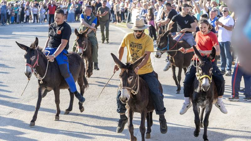 FOTO Utrka tovara u Orbanićima nasmijala je mnoge posjetitelje 13 pxl 010525 132062000