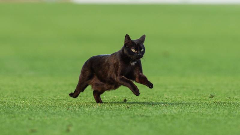 FOTO Gatto nero nesretna za Gattusa i hajdukovce: Ovo su najbolji 'memeovi' derbija 19 pxl 030525 132146831 M1HTcet 1
